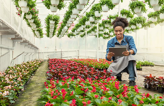 Business Owner Surveying plants at a nursery